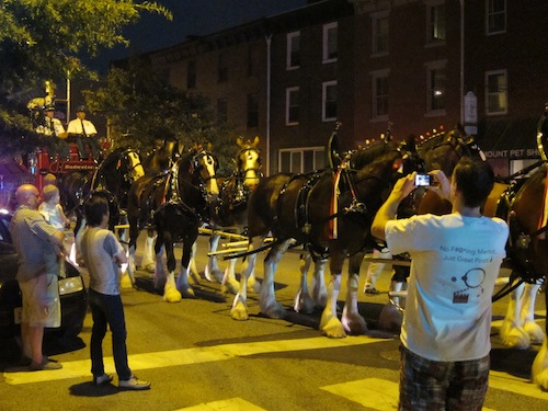 Budweiser horses