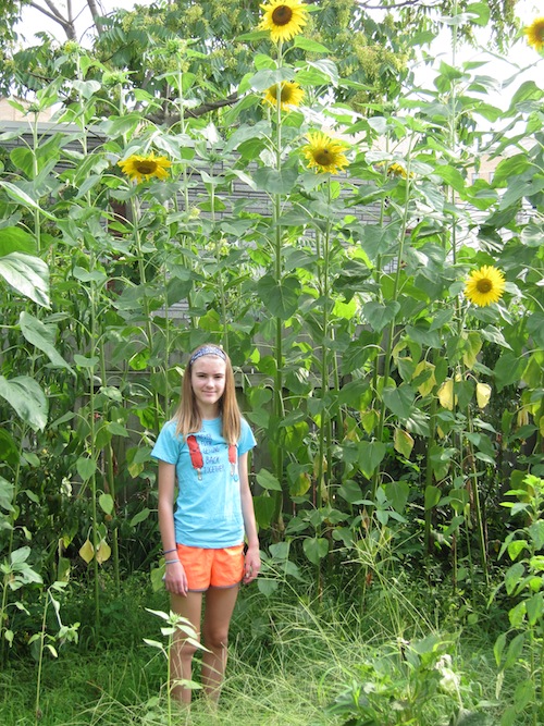 Sunflowers